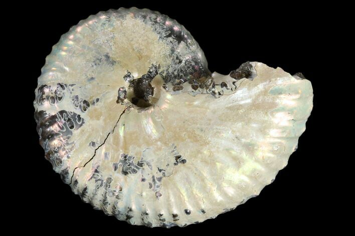 Fossil Ammonite (Discoscaphites) - South Dakota #117207